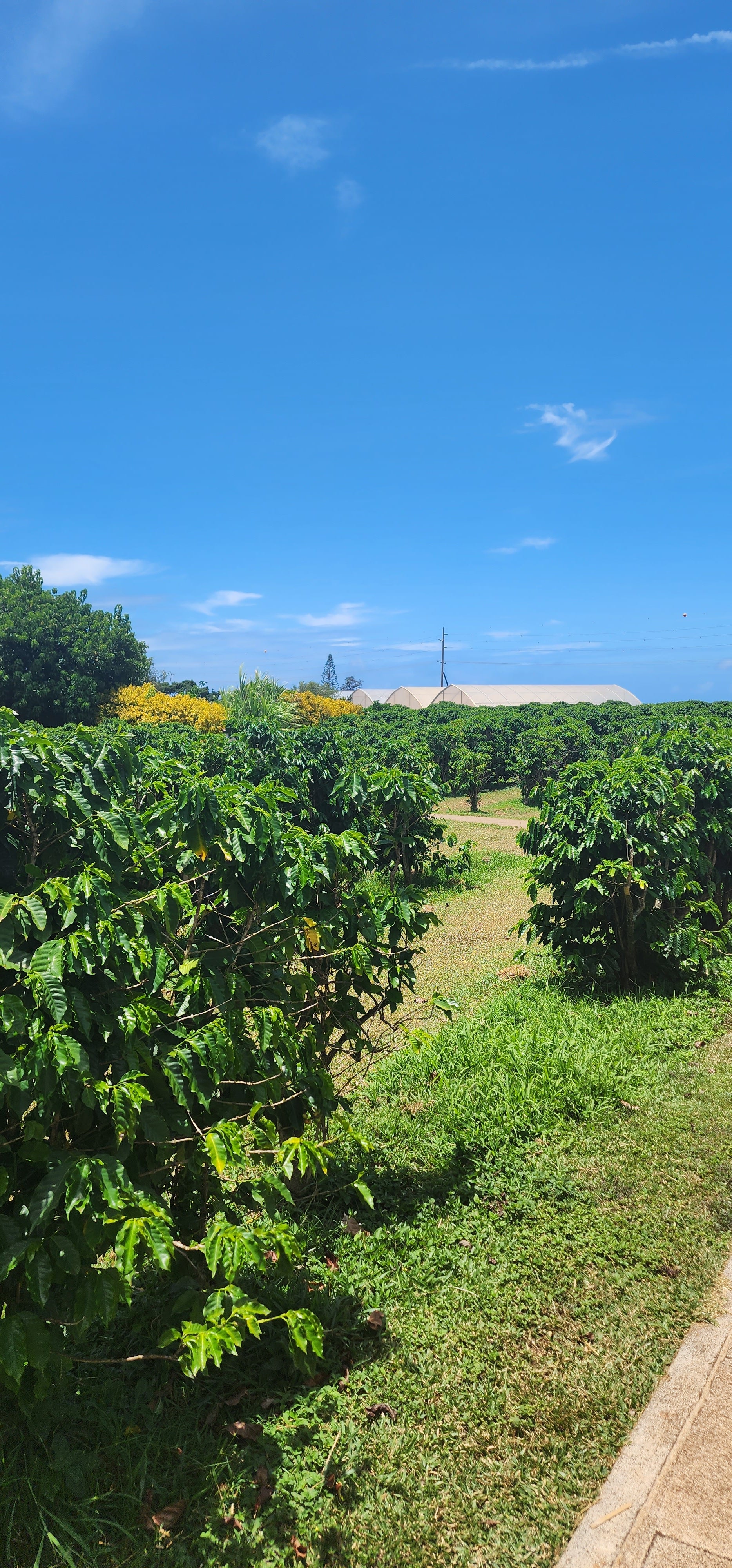 SAVAGE BEE-CHES coffee honey is sourced from coffee plantation in Hawaii