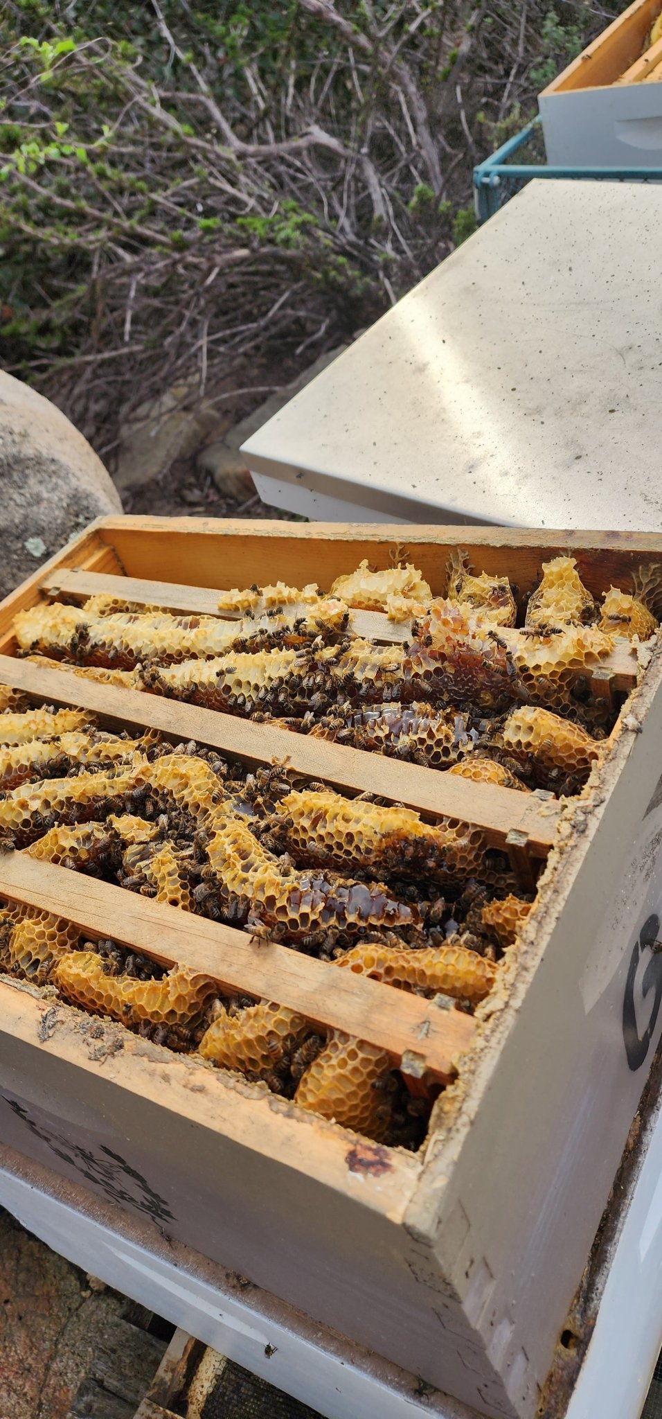 CALIFORNIA HONEYCOMB in Frame